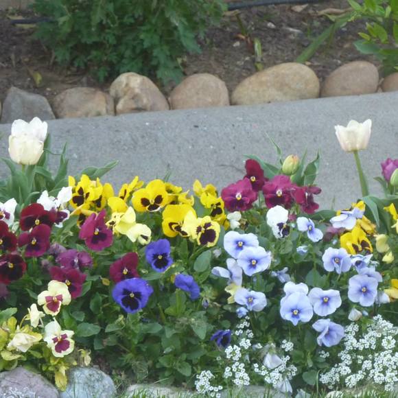 Meet your Posher, Jan - Picture 1 of 1